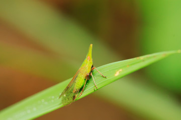 Dictyophara on green leaf