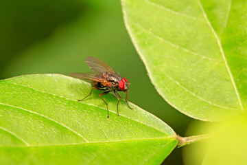 Fototapeta premium Tachinidae on plant