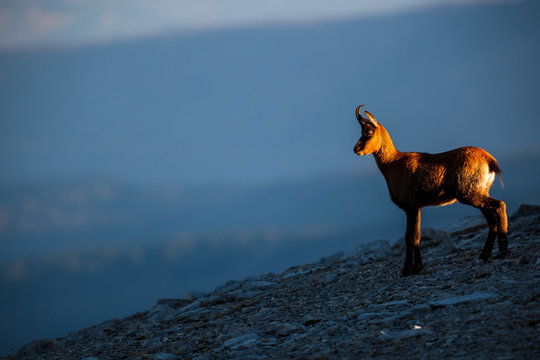 Silhouette of Apennine chamois at sunrise in the Murelle amphitheater, Majella national park, Abruzzo, Italy, Europe