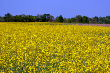 rapeseed field