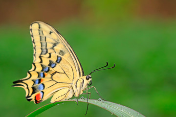 Papilio machaon on green plant