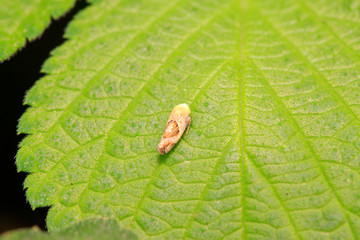 leafhopper on plant