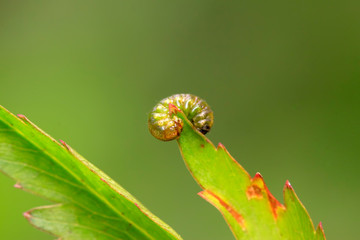 tiny insects on plant