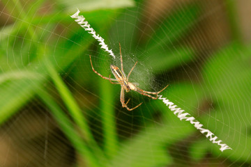 Nephila clavata