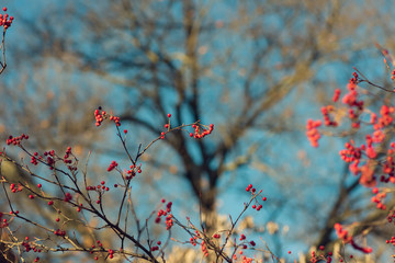 branch of a tree with red berries