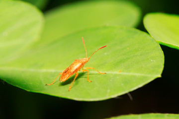 stinkbug on plant