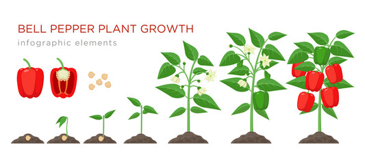 Sweet pepper plant growth stages infographic elements in flat design. Planting process of bell pepper from seeds, sprout to ripe vegetable, plant life cycle isolated illustration on white background