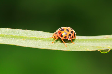 Epilachna vigintioctopunctata on plant