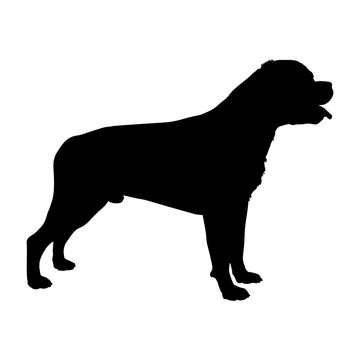 Dog Rottweiler breed. Silhouette