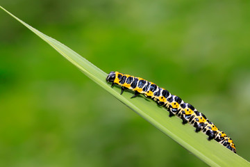 Cucullia fraterna on green leaf