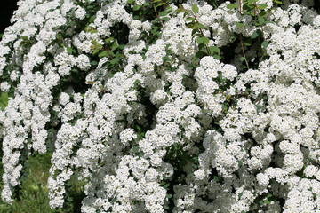Flowering spiraea or meadowsweet. Branches with white flowers