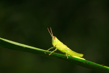 Oxyachinensis on plant