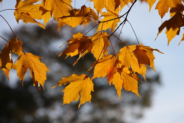 Naklejka na ściany i meble autumn leaves on tree