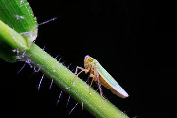 Cicadella viridis on plant