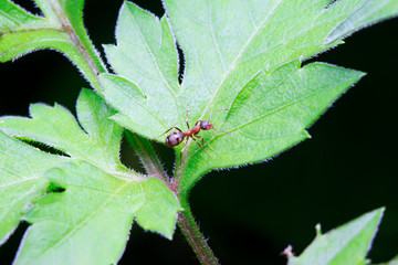 Formicidae insects on plant