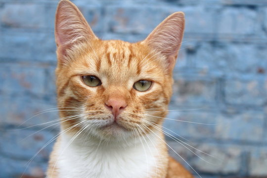 Red cat with green eyes on a background of blue wall