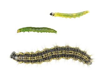 Set of different caterpillars isolated on white background