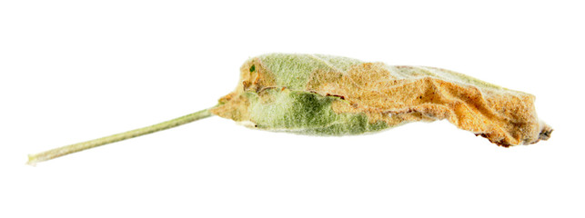 Deformed green leaf of apple tree isolated on white background. Gall of Phyllocoptes malinus on apple leaf