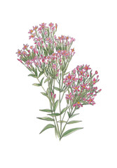 Fototapeta premium Pink wildflowers isolated on white background.