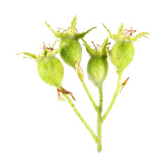 Unripe green hawthorn berries isolated on white background