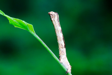 Geometridae on plant