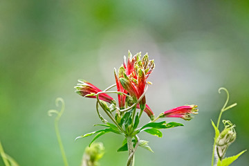 Alstroemeria pulchella - Parrot Lily