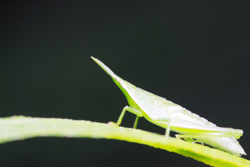 Atractomorpha sinensis Bolvar on plant