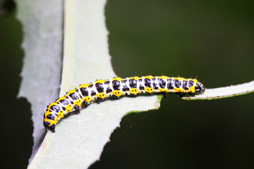 Cucullia fraterna on green leaf