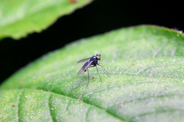 Dolichopodidae insect on plant
