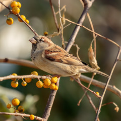 Sparrow