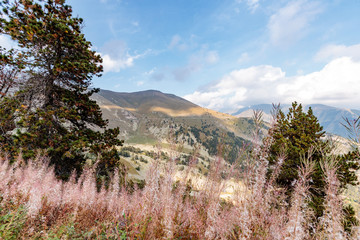 tree in mountains