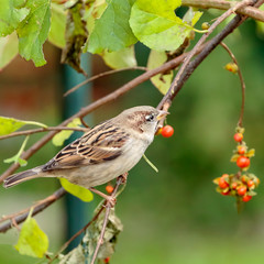 Sparrow