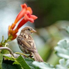 Sparrow