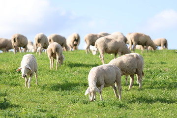 schafe,wiese,tiere,wolle,lamm,natur,idylle