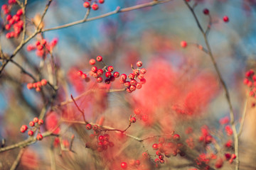 branch of a tree with red berries