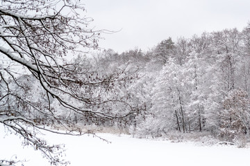 Frozen lake in the forest, covered with snow, in the foreground branches covered with snow, in the background trees covered with snow, you can see the sky, daytime, beautiful nature, winter in forest