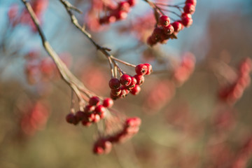 branch of a tree with red berries