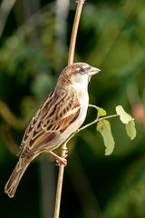 Sparrow