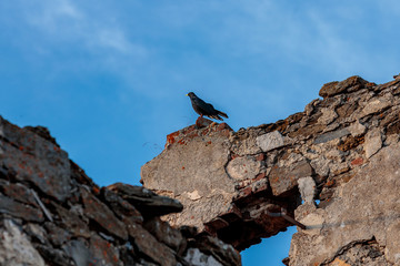 bird atop ruins