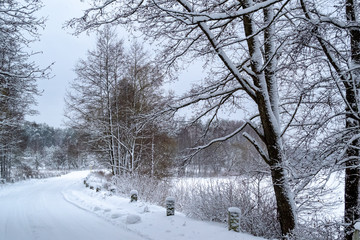 winter day in the forest, the trees are covered with snow, the sky is visible, a forest path, a snow-covered road extending deep into the forest	