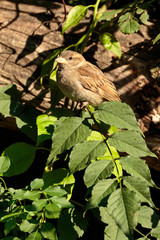 Sparrow