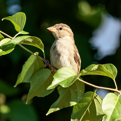 Sparrow