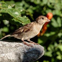 Sparrow