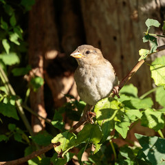Sparrow
