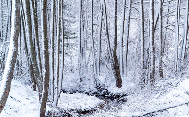 Beautiful winter forest, in the center of the image stream, trees in the snow, daytime, you can see the sky squat snow-covered trees, a few logs lie in the creek