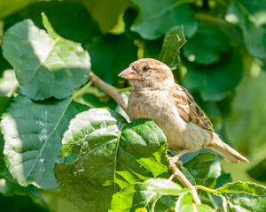 Sparrow