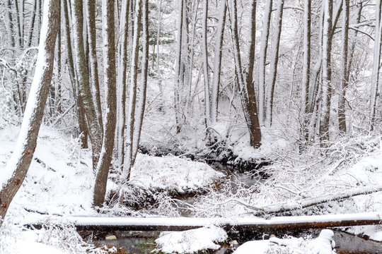 Beautiful winter forest, in the center of the image stream, trees in the snow, daytime, you can see the sky squat snow-covered trees, a few logs lie in the creek