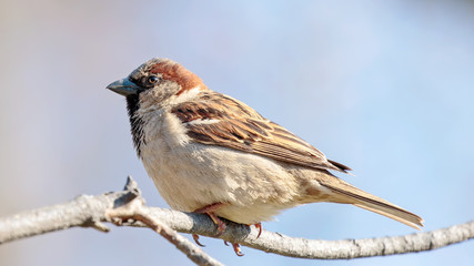 Sparrow