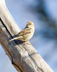 Sparrow
