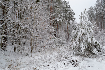 winter day in the forest, a lot of snow, trees covered with snow, beautiful nature, with the alone pine in the center, covered with snow